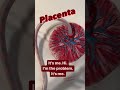 #placenta #preeclampsia #gestationaldiabetes Placentas are amazing & also cause so many problems!