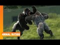 Gorillas Fighting Animal Nation