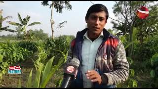 ডোমার উপজেলায় প্রথম কফি চাষে সুখবর