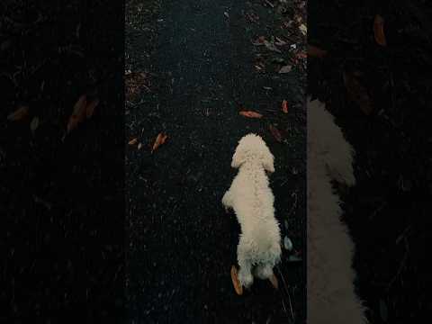 Avi #parati #pets #tena #napo #ecuador #🐶