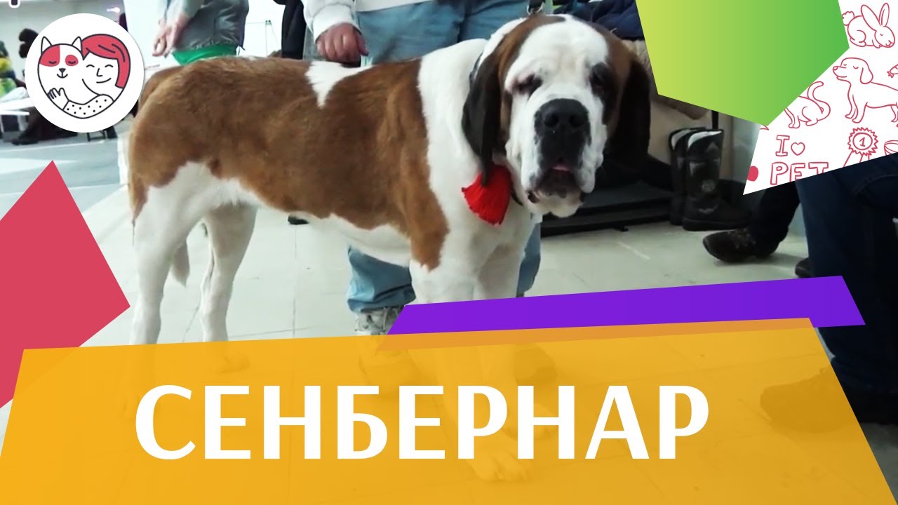 Сенбернар на ilikepet. Особенности породы, уход