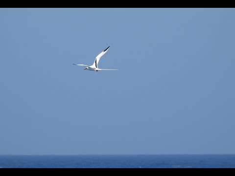 White-tailed Tropicbird - Pedro St James, Bodden Town, Grand Cayman - 04/05/2022