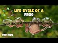 Life Cycle Of A Frog From Tiny Egg To Hopping Frog Video For Kids