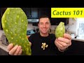 How To Cook And Eat Cactus