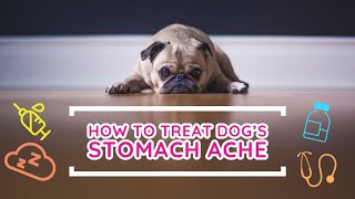 🔥Tips and Complete Guide “ how to treat stomach ache of a dog - how to treat stomach pain a dog  ”👍