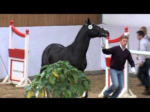 H.v.Diarado - Acord ll - Argentan l  *2010