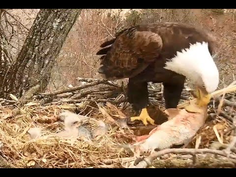 Aguila calva ( Haliaetus leucocephalus ) Bald Eagle