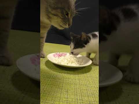 Cats eat cottage cheese with sour cream Mukbang asmr | Animals 238
