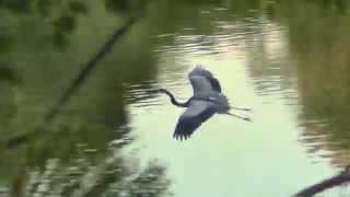 Blue Heron Flight @ Lincoln Park Chicago - Andrew Bird "Plasticities" Gezelligheid