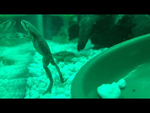 1st YouTube video about how long can african dwarf frogs go without food