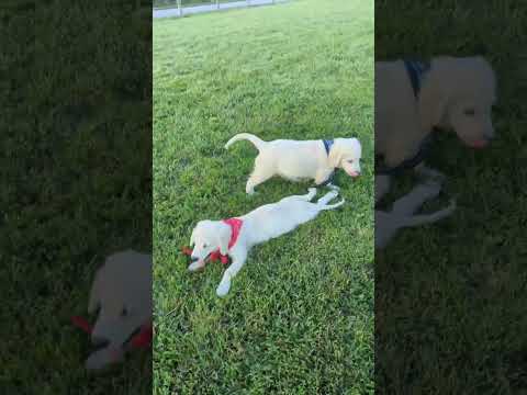 Golden Retriever puppies Zozo's and Taiba raised / bred by Snowy River Golden Retrievers
