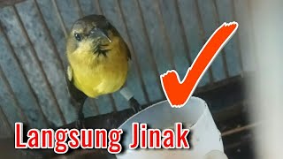 Download lagu SOGON - TERAPI LAPAR - SOGON LANGSUNG JINAK mp3