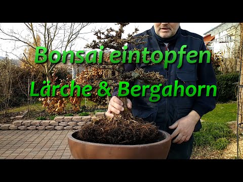 Bonsai eintopfen