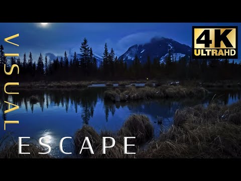 Swamp Sounds at Night - Frogs, Crickets, Forest Nature Sounds | 7 Hours