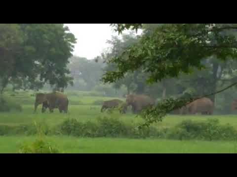 |mynews36.com|                     VIDEO: जंगली हाथियों का दल पहुंचा गाताडीह, फसल को पहुँचाया नुकसान