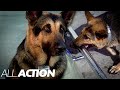 The Bionic Dog To The Rescue The Bionic Woman All Action