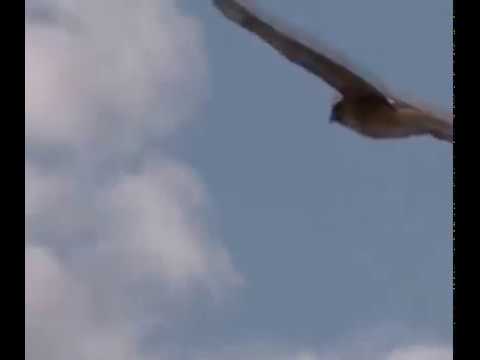 Canto da Águia-Imperial-Oriental