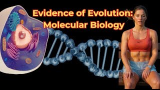 Evidence of evolution: molecular biology
