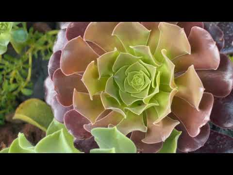 Compuphonic - Aquamarine (Official Video)