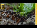 Watch as a swarm of army ants devour their prey | Jungle Predators | A Real Bug's Life