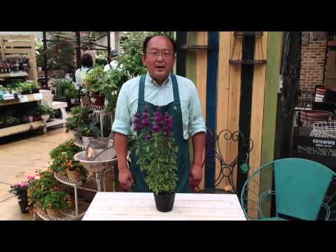 モナルダフィストゥローサ