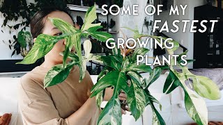 ⚠️ these plants are out of control and cannot be tamed ⚠️