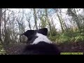Pippin The Dog Never Forget You No She Hasn T Died Please Read The Desc