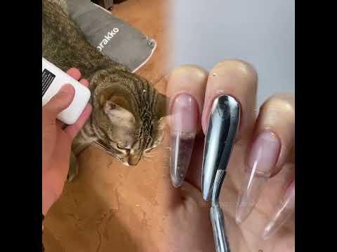 Mis mascotas no me quieren😂 #matispano #comedia #lectordementes #pensamiento