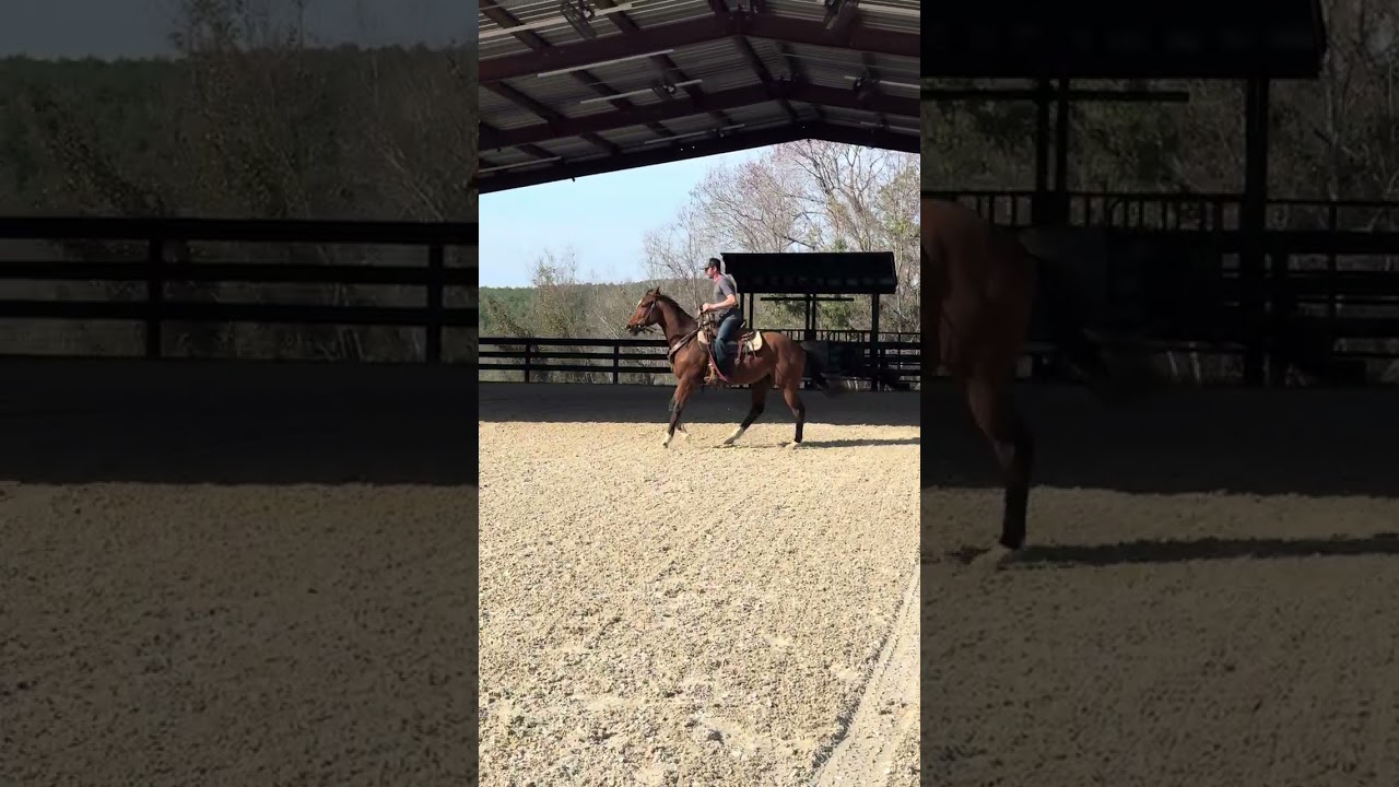 Enlarge Bernie, a ADOPTABLE Tennessee Walker in Aiken, SC video 3/6