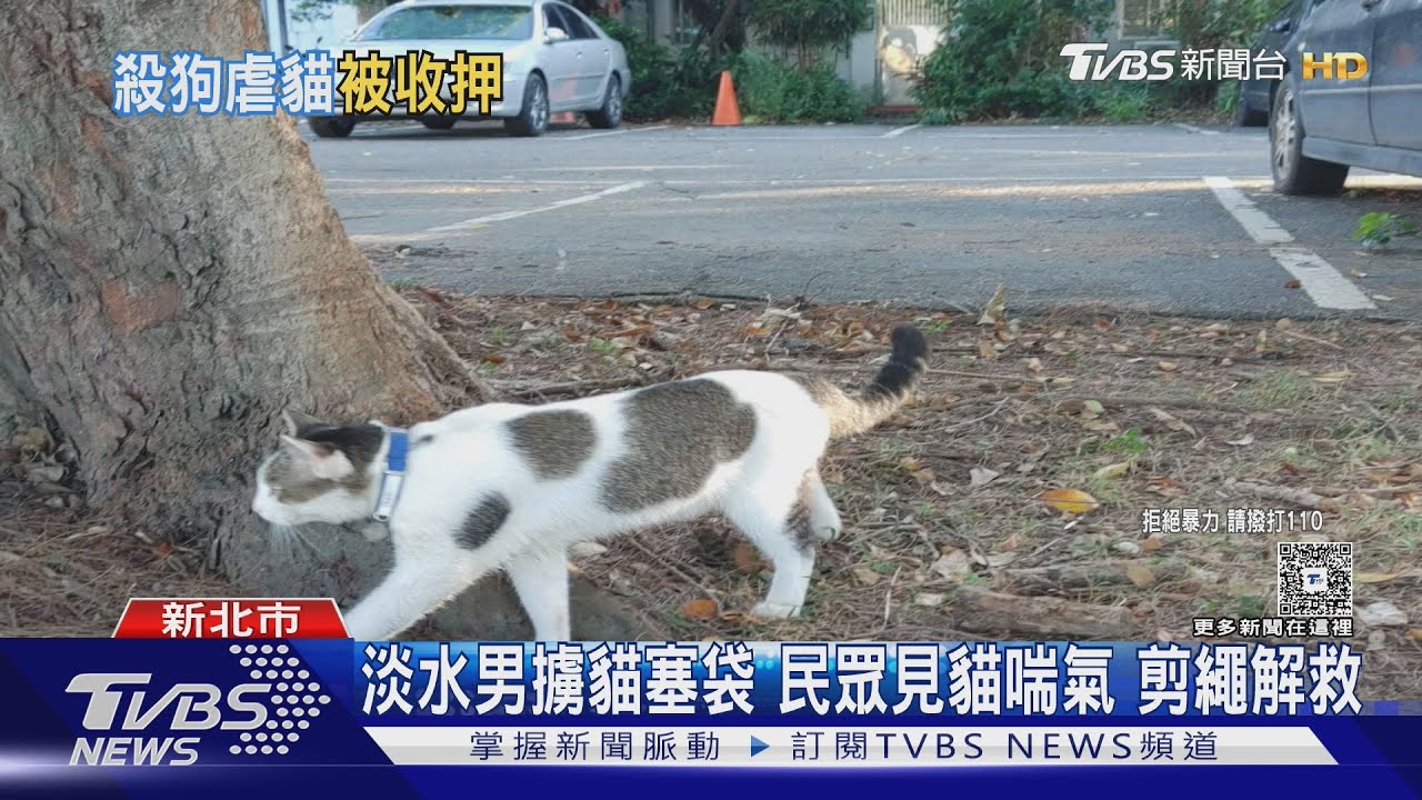淡水男擄貓塞袋 民眾見貓喘氣 剪繩解救