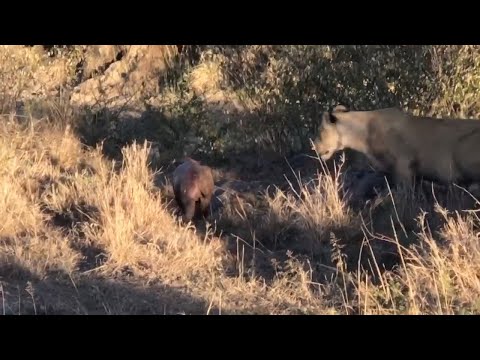 Lioness finds a baby hippo that looks abandoned