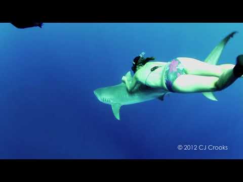 Sexy Girl Swimming With Tiger Shark Again (Black Freediving Fins)