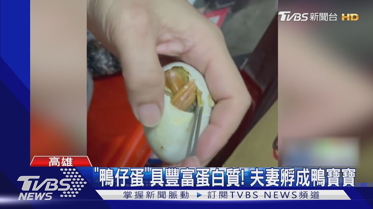 買鴨仔蛋不敢吃!2週後孵出「小金毛」萌樣超Q