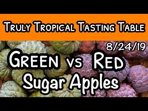 download lagu mp3 mp4 Red Sugar Apple, download lagu Red Sugar Apple gratis, unduh video klip Red Sugar Apple