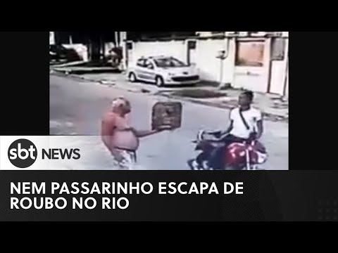 , title : '#shorts Ladrão não perdoa nem passarinho no Rio de Janeiro'