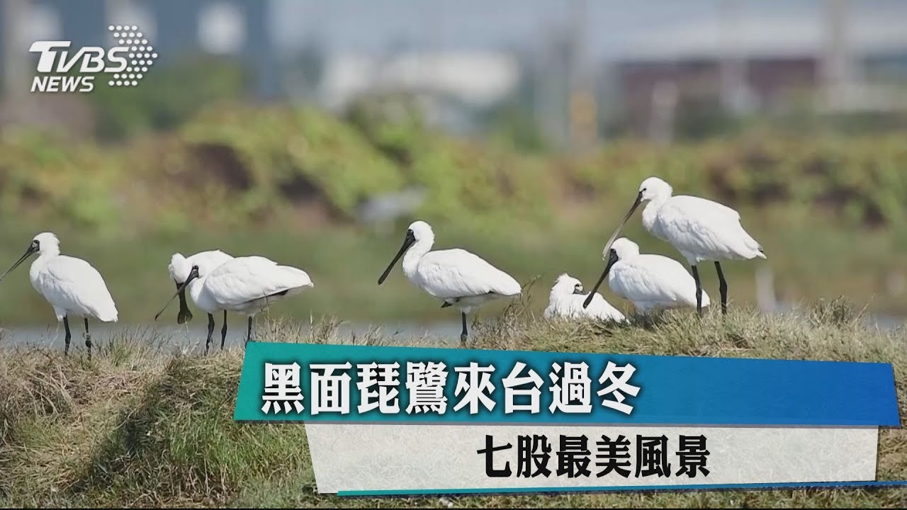 黑面琵鷺來台過冬 七股最美風景