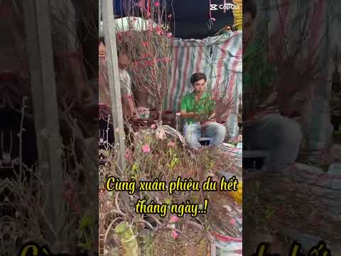 Đào cành đón xuân