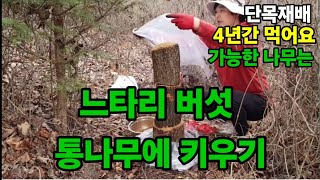 통나무에 무한리필! 느타리버섯 종균 넣어서 4년간 실컷 먹는방법~ #느타리버섯재배방법 #느타리버섯키우기 #느…