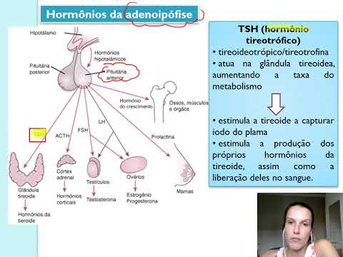 Sistema endócrino - parte 01 (hormônios da hipófise)