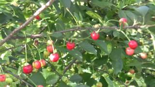 Shrub Cherries