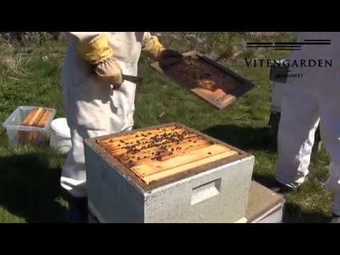 Synfaring av samanslegne kuber