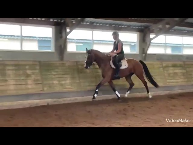 Paso Doble Isriwica ridden @ Home