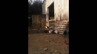 Lower Greenslade Farm Avonwick TQ10 9EZ