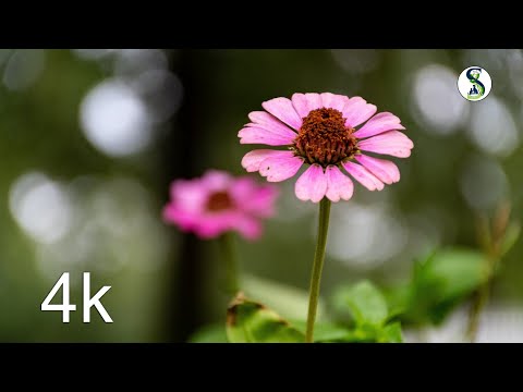 Amazing Colors of Spring Flowers 4K Nature Relax Video @indiannursarytips