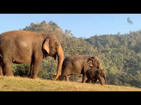 Baby Elephant Wan Mai Enjoying The Evening With Family