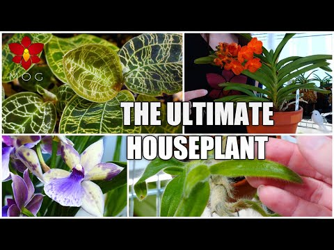 Demystifying Orchids for Houseplant Lovers - (Almost) Everything you know about Orchids is wrong!