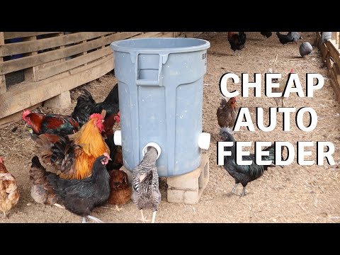 , title : 'Homemade Chicken Feeder Build | DIY Automatic Feeder'