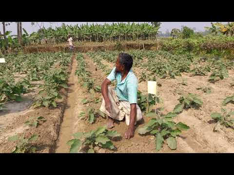 বিটি বেগুন প্রদর্শনীর পরিচর্যা-১