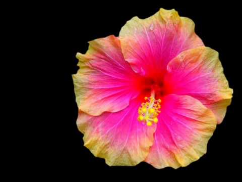 Taku tia- sang by Fili Homasi