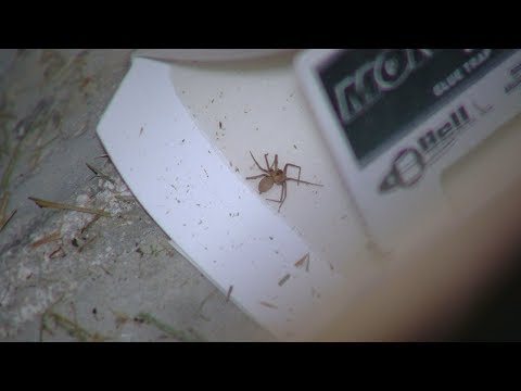Kentucky family finds dozens of brown recluse spiders in home